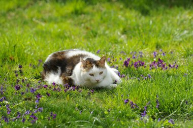 Otların arasında güzel bir kedi resmi.