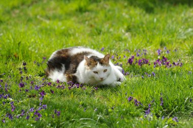 Çimenlikteki sevimli kedi