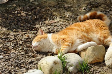 Kedi güneşte uyuyor.