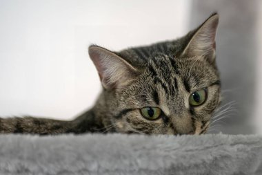 Yerde yatan yeşil gözlü şirin tekir kedi portresi..