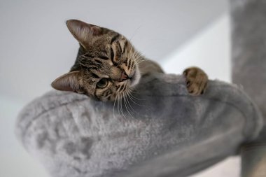 Yerde yatan bir kedi.