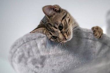 Yatakta yatan sevimli kedi.