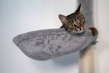 yatağı üzerinde oturan kedi