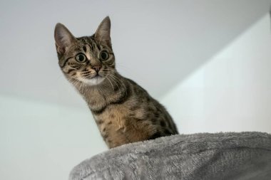 koltukta oturan kedi