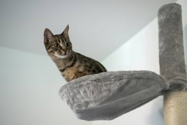 Tekir Maine Rakun Kedi kanepede yatıyor.