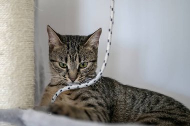 Beyaz arka planda sevimli bir kedi.