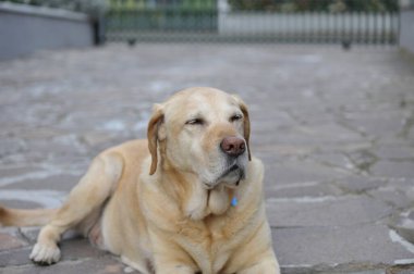 Golden Retriever bahçede