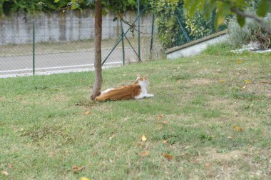 Çimlerin üzerindeki sevimli kedi.