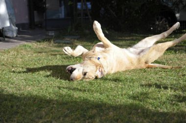 Bahçedeki çimlerde yatan köpek.