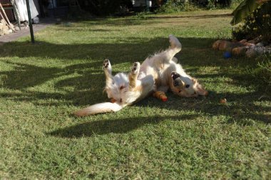 Bahçedeki sevimli köpek evcil hayvan portresi