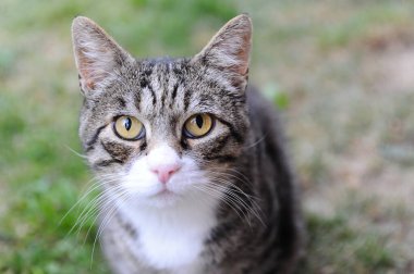 Yeşil arka plandaki kedi