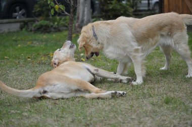 Parkta top oynayan sevimli köpek.