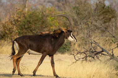 Afrika akvaryumu (aphaphus apheros) çimlerin üzerinde duruyor.