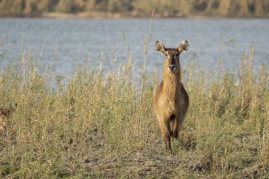 Tarladaki geyik. doğa arkaplanı