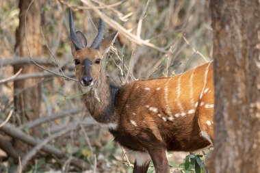 erkek kudu (gelaphaphus stregelcus )