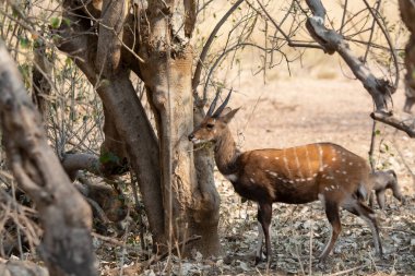 red impala in the kruger national park, south africa