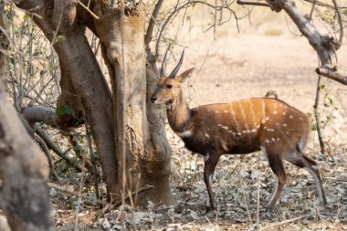 İmpala Güney Afrika 'daki Kruger Ulusal Parkı' nda.