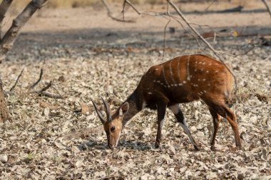 Ormandaki genç geyik