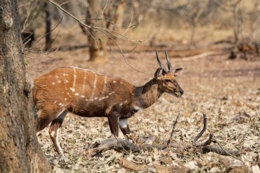 Güney Afrika 'daki Kruger Park' taki erkek Impala.