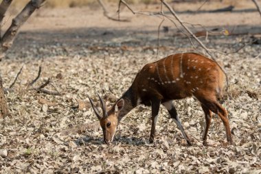 Kırmızı kuyruklu geyik ormanda