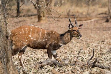 Güney Afrika 'daki Kruger Ulusal Parkı' nda erkek antoplar yerde..