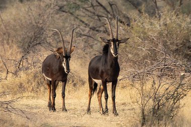 Güney Afrika 'daki Kruger parkında erkek antilop.