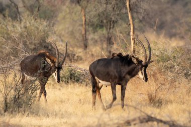 Afrika antilopları Kruger Ulusal Parkı, Güney Afrika