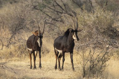 Erkek antiloplar bozkırda