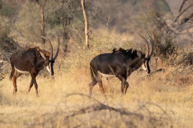 Kenya 'daki ulusal parkta antiloplar
