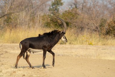 Afrika ceylanı (gazella gazella), Afrika ceylanı olarak da bilinir, ailenin en büyük türlerinden biridir.