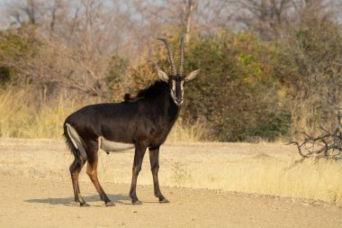 Afrika boğası Güney Afrika 'daki Kruger Park' taki su birikintisinde. ;