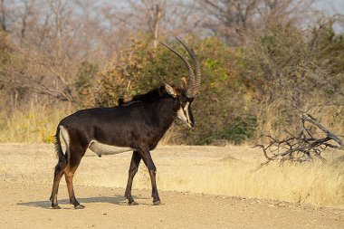 Afrika antilobu Kruger Park, Güney Afrika 'da