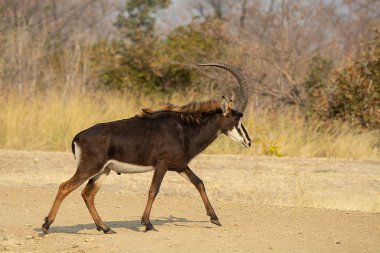 Siyah antilop (traepagus rutragus) parkta.