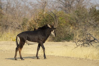 Erkek kudu, tragelaphus streeros, yerde duruyor..