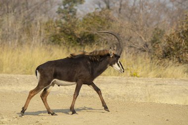 Erkek antiloplar bozkırda