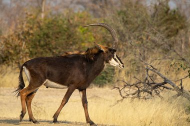 Afrika akvaryumu (gelaphus gelaphus) otların üzerinde duruyor.