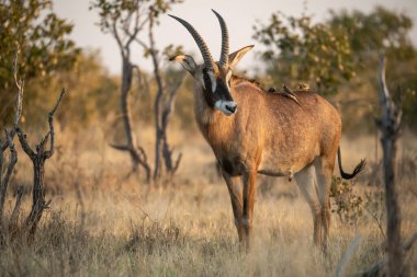 Erkek antilop yerde duruyor.
