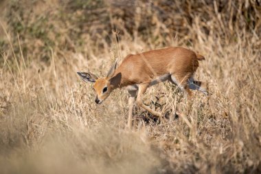 Çayırda yürüyen genç bir geyik, yaz günü.
