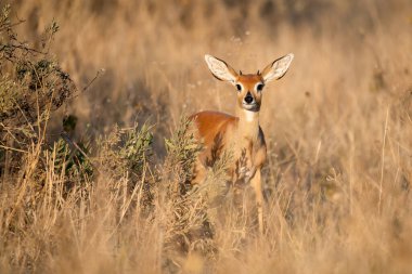 Impala Kruger National park, Güney Afrika