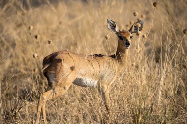 Impala Antilobu Kruger Ulusal Parkı, Güney Afrika
