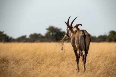 Savanada güzel bir erkek ceylan