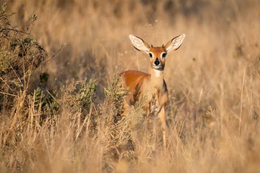 İmpala Güney Afrika 'daki Kruger Ulusal Parkı' nda