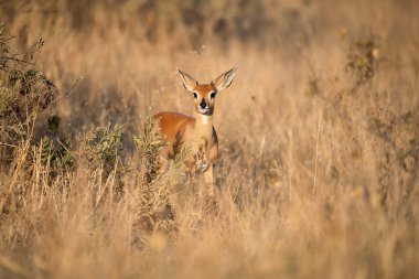 kırmızı geyik doğal yaşam alanında