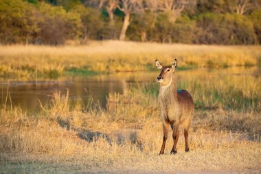 Vahşi doğada geyik
