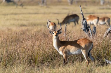 Çimlerin kenarındaki geyik