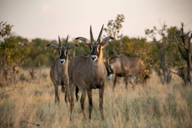 Bir grup ceylan Afrika savanasındaki kuru otların üzerinde duruyor.