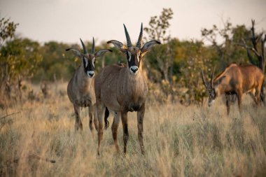 Bir grup Afrikalı debebok antilobu Güney Afrika 'nın savanasında.