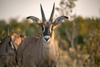Arka planda kuantilopların portresi