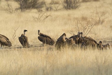 Afrika vahşi kuşları (Afrika dehrux )