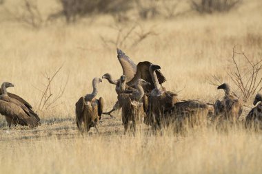 Ulusal parkta bir grup kuş.